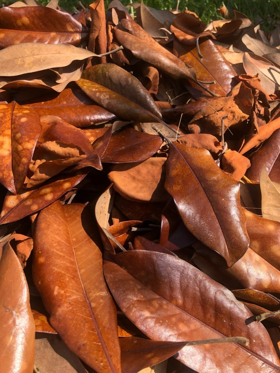 10 Gal Magnolia Leaves – Natural, Clean, Bioactive Ready