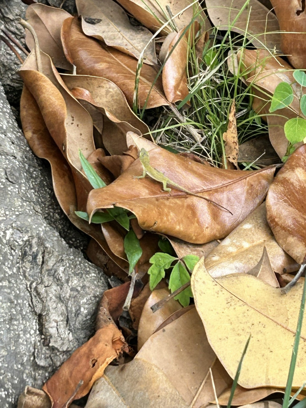 10 Gal Magnolia Leaves – Natural, Clean, Bioactive Ready