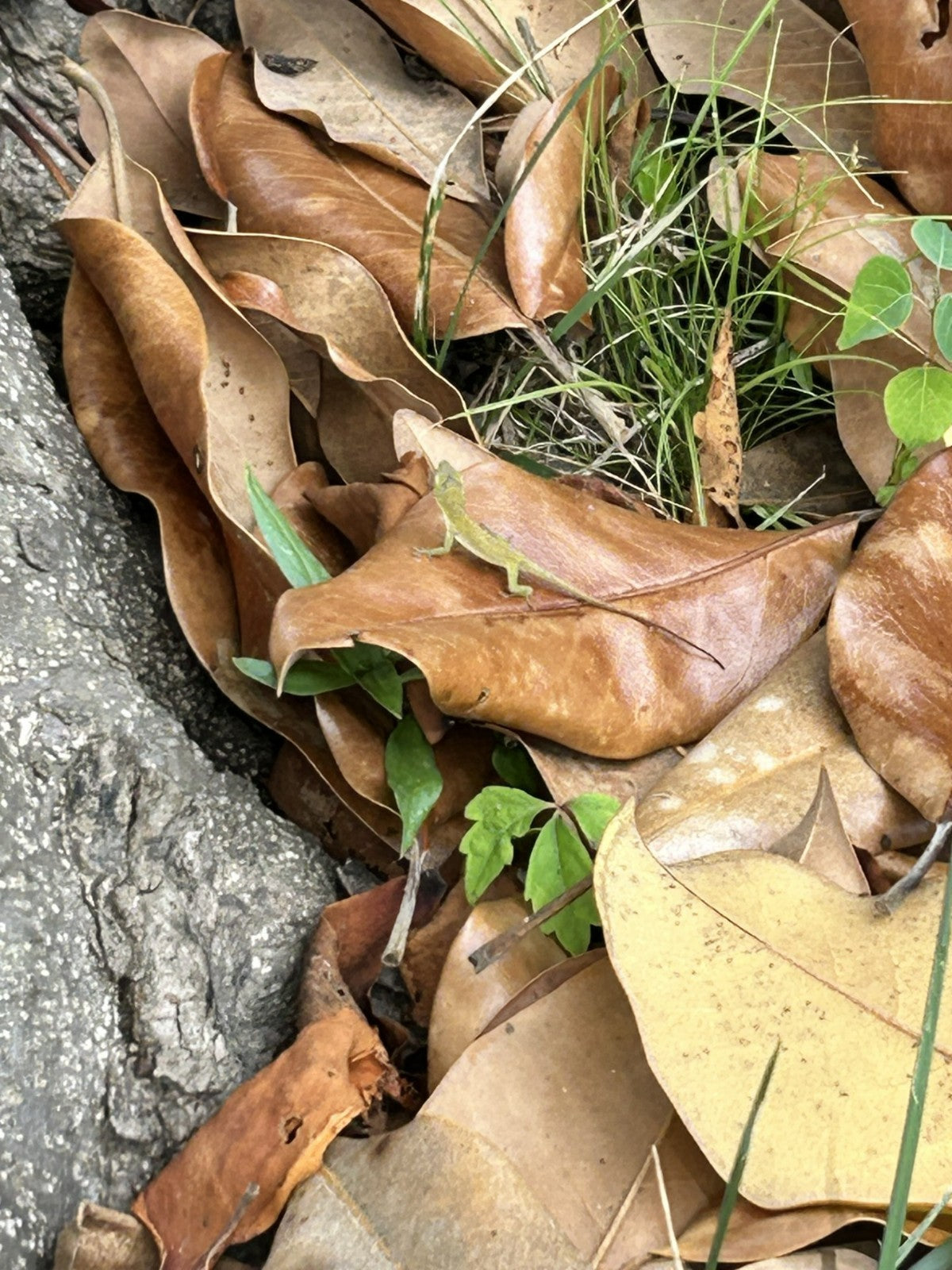 Bulk 25 Gallons Magnolia Leaves – Natural, Clean, Bioactive Ready