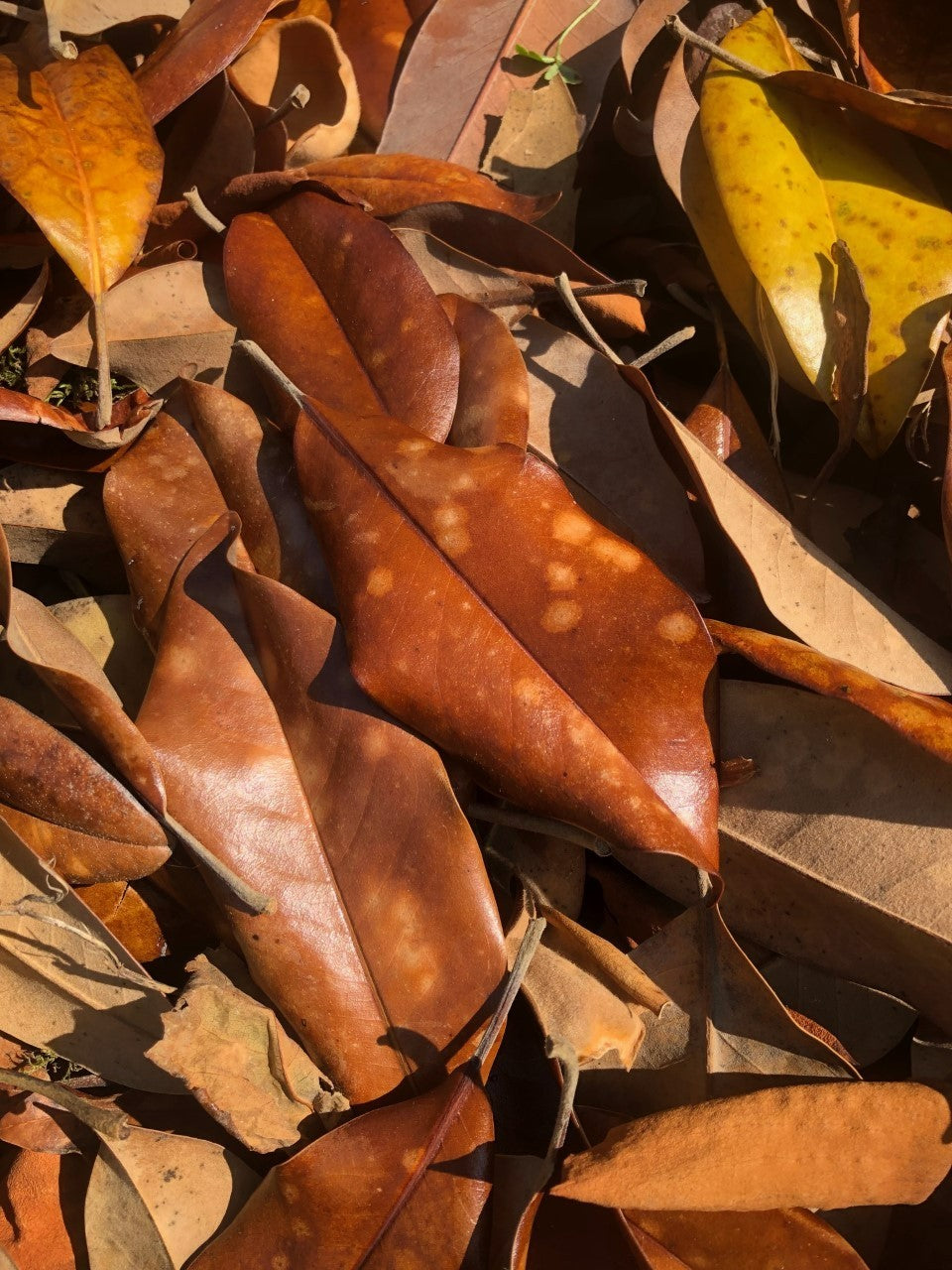 Bulk 25 Gallons Magnolia Leaves – Natural, Clean, Bioactive Ready