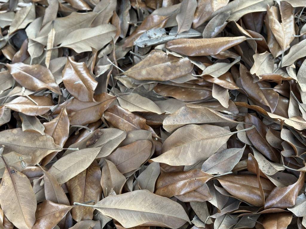 Bulk 25 Gallons Magnolia Leaves – Natural, Clean, Bioactive Ready