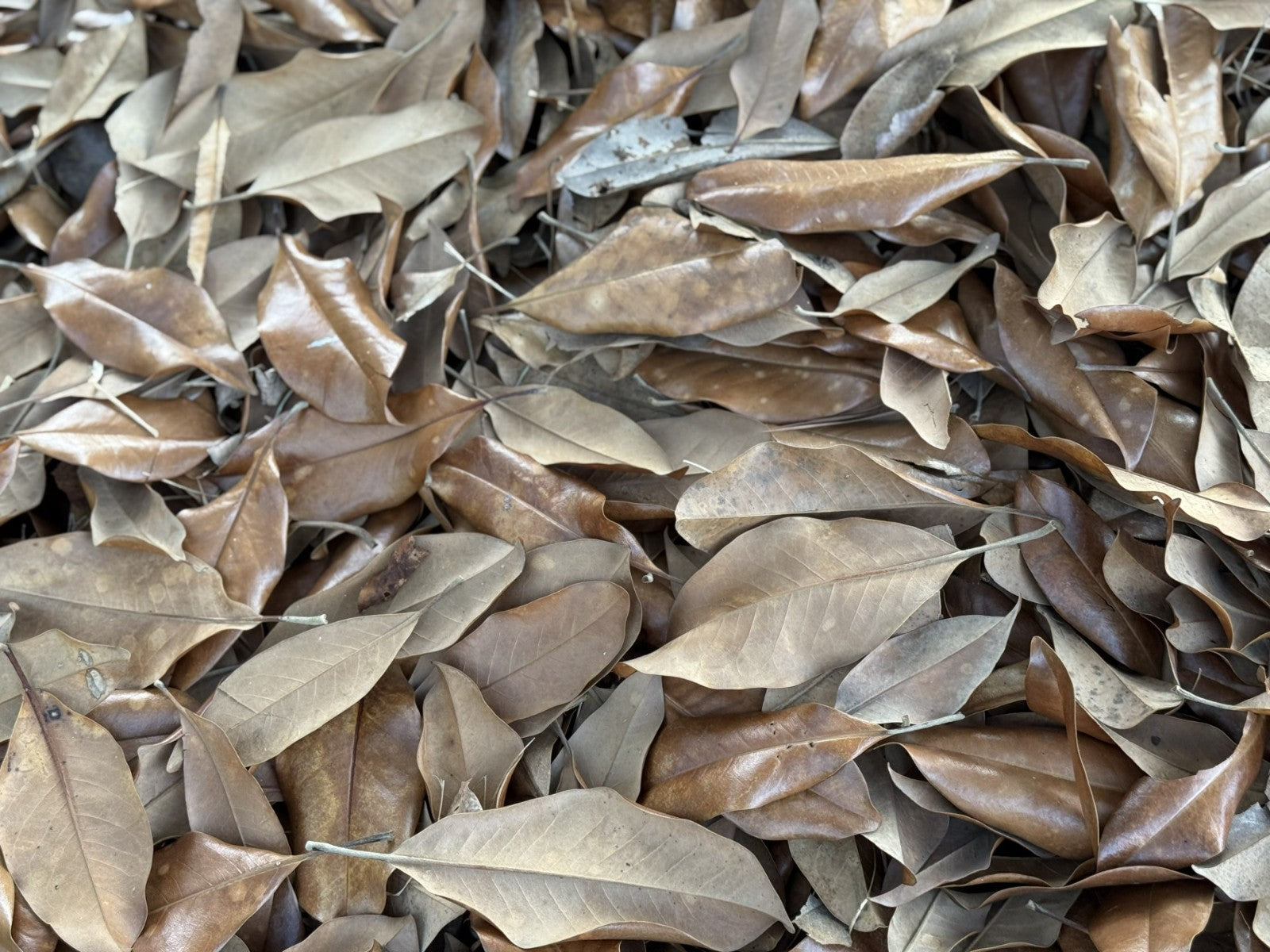 Bulk 25 Gallons Magnolia Leaves – Natural, Clean, Bioactive Ready