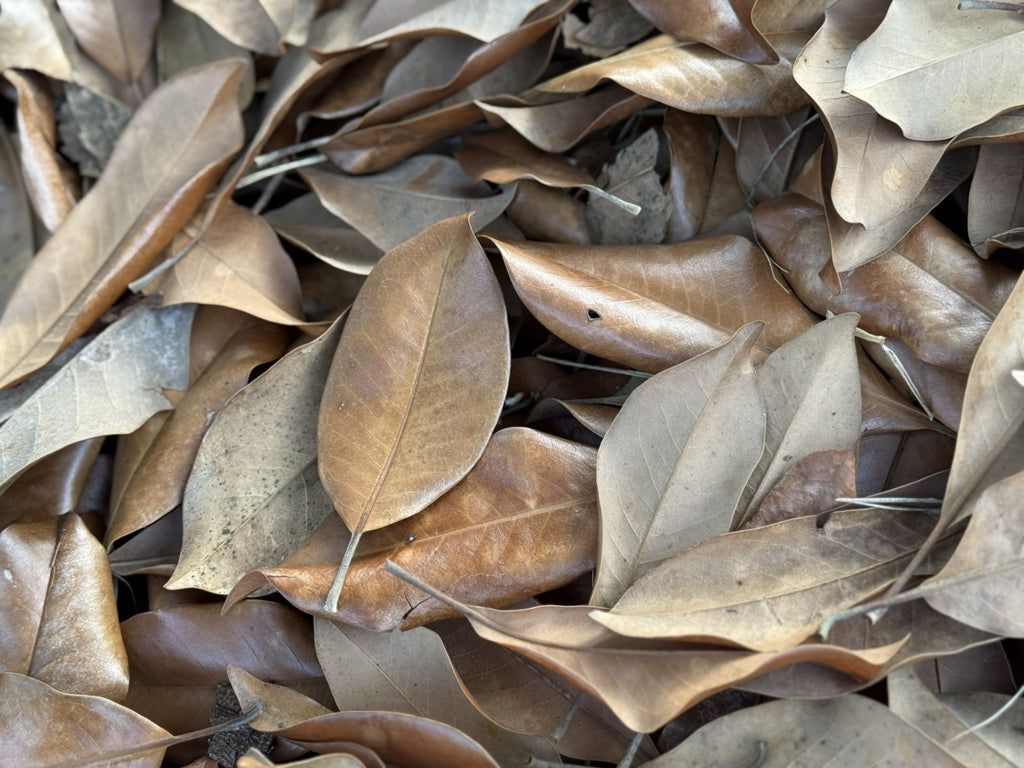 Bulk 25 Gallons Magnolia Leaves – Natural, Clean, Bioactive Ready