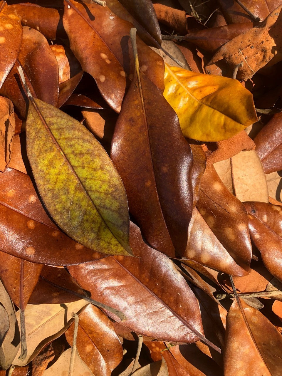 10 Gal Magnolia Leaves – Natural, Clean, Bioactive Ready