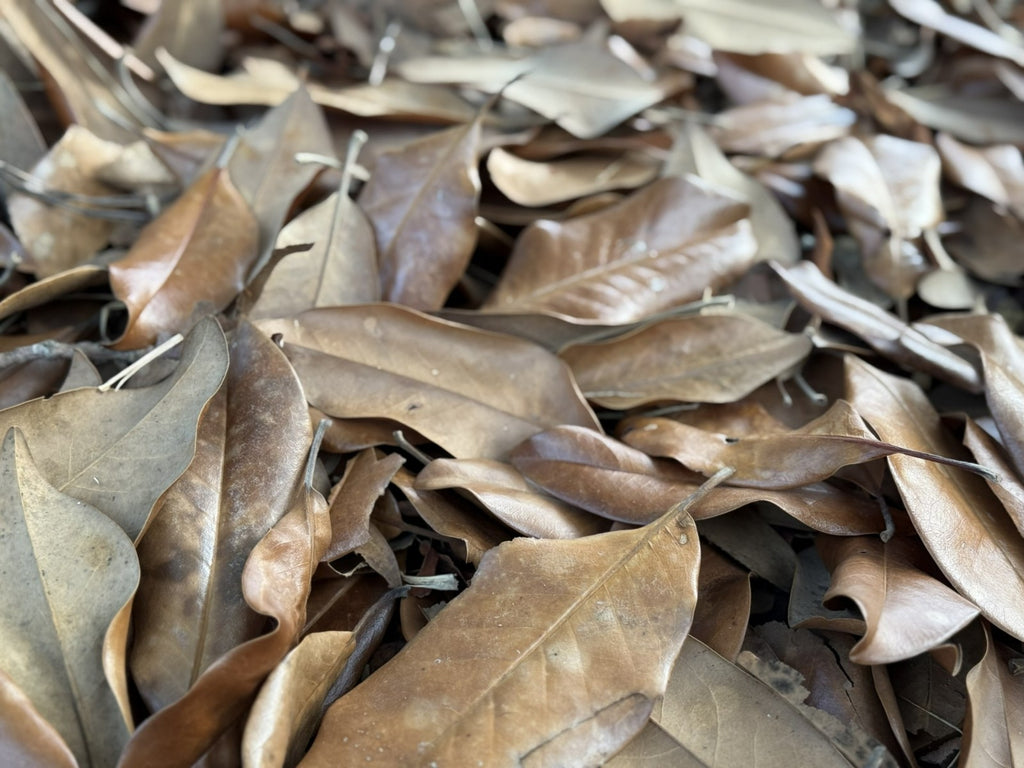 Bulk 25 Gallons Magnolia Leaves – Natural, Clean, Bioactive Ready