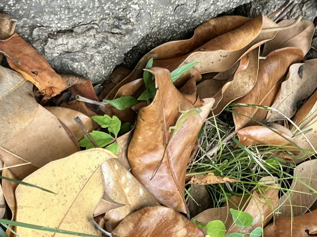 1 Gallon Magnolia Leaves – Natural, Clean, Bioactive Ready, Vivarium Leaf Litter