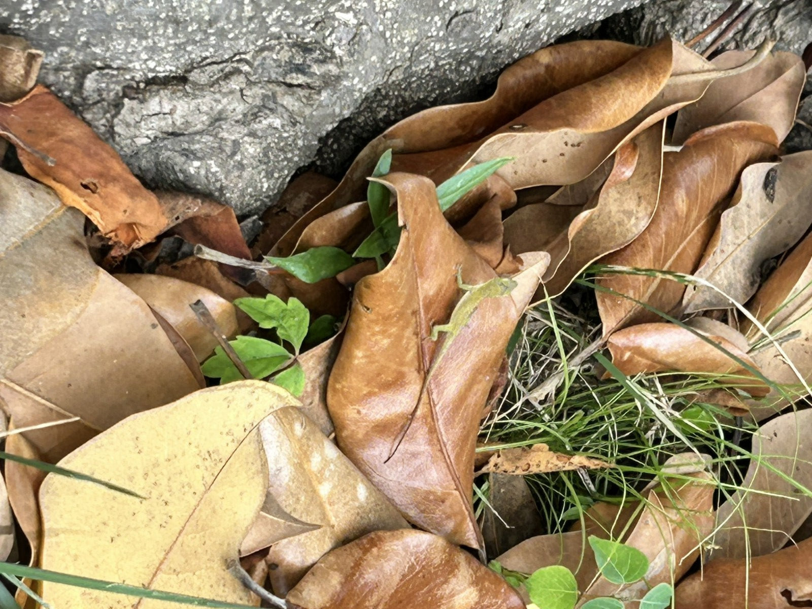 1 Gallon Magnolia Leaves – Natural, Clean, Bioactive Ready, Vivarium Leaf Litter