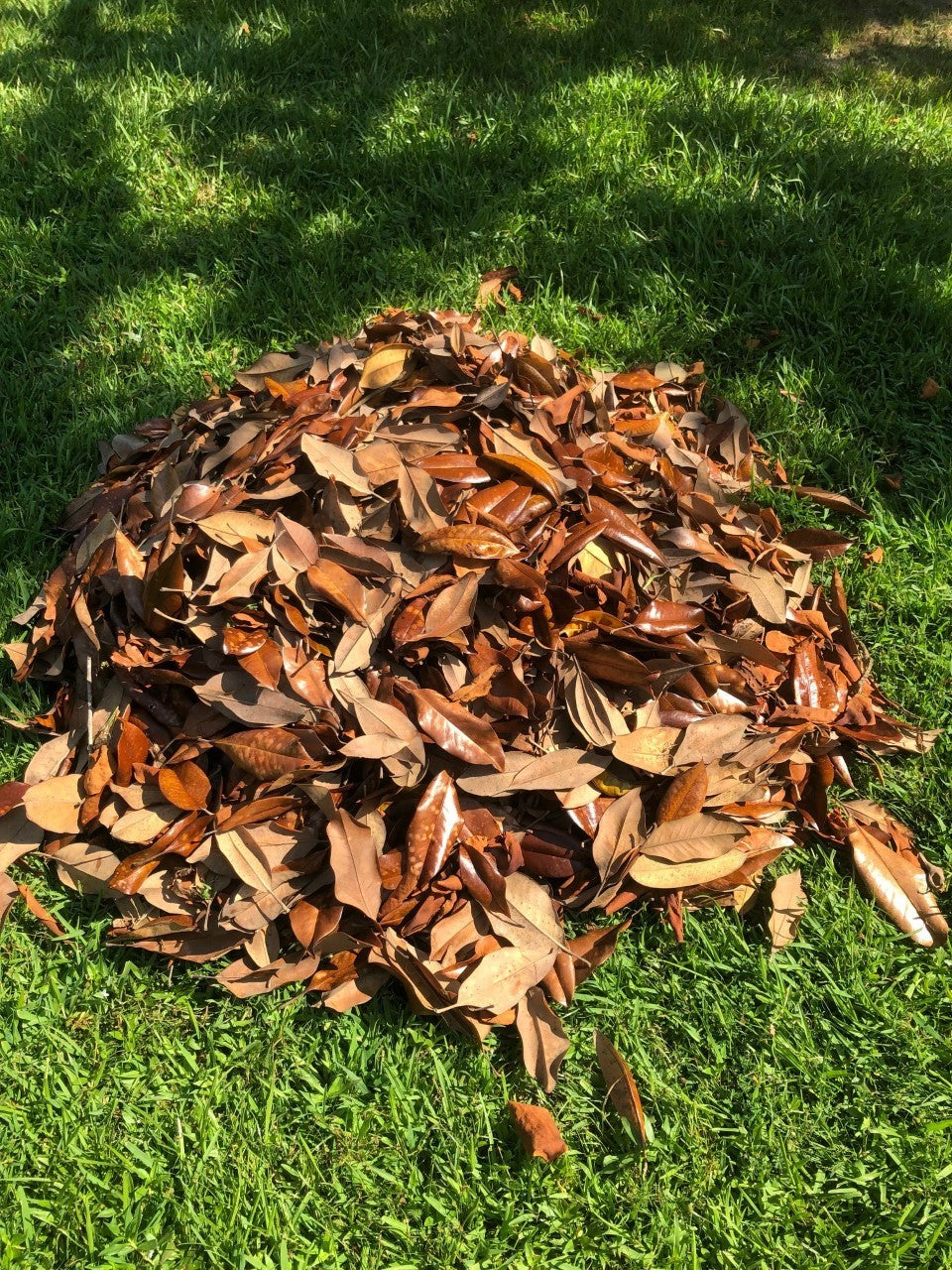 Bulk 25 Gallons Magnolia Leaves – Natural, Clean, Bioactive Ready