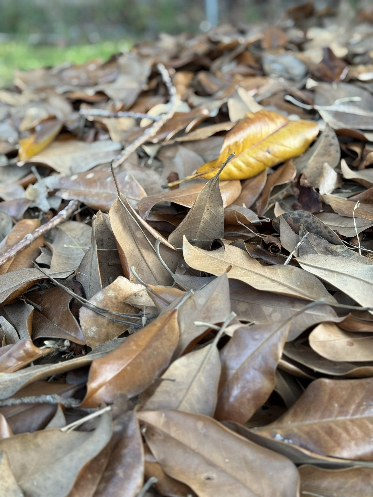 Bulk 25 Gallons Magnolia Leaves – Natural, Clean, Bioactive Ready