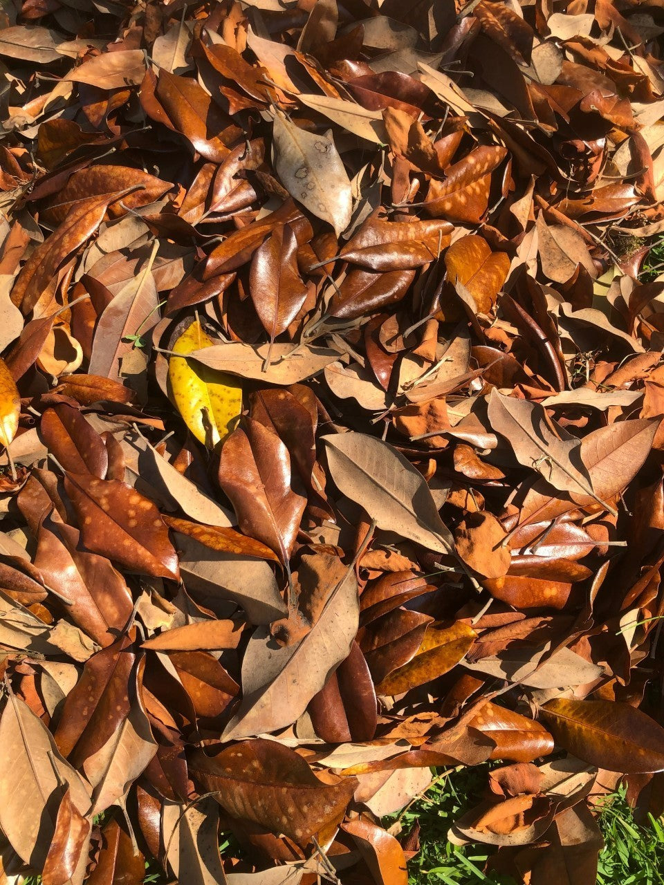 Bulk 25 Gallons Magnolia Leaves – Natural, Clean, Bioactive Ready